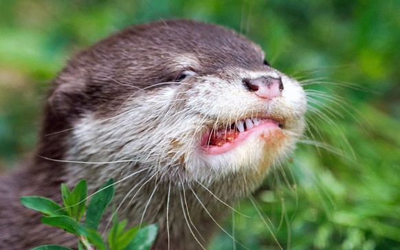 Otte / Otten
Cute News
http://imgur.com/search/score/all?q_type=jpg&amp;q_all=otter