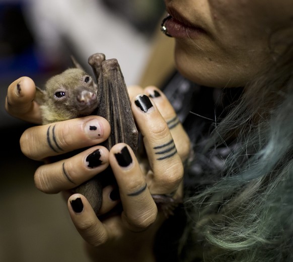 epa05188191 Nora Lifschitz holds a wounded Egyptian fruit bat in her apartment in Tel Aviv, Israel, 29 February 2016. Nora Lifschitz, 28, an animal rights activist who independently hospitalizes Egypt ...