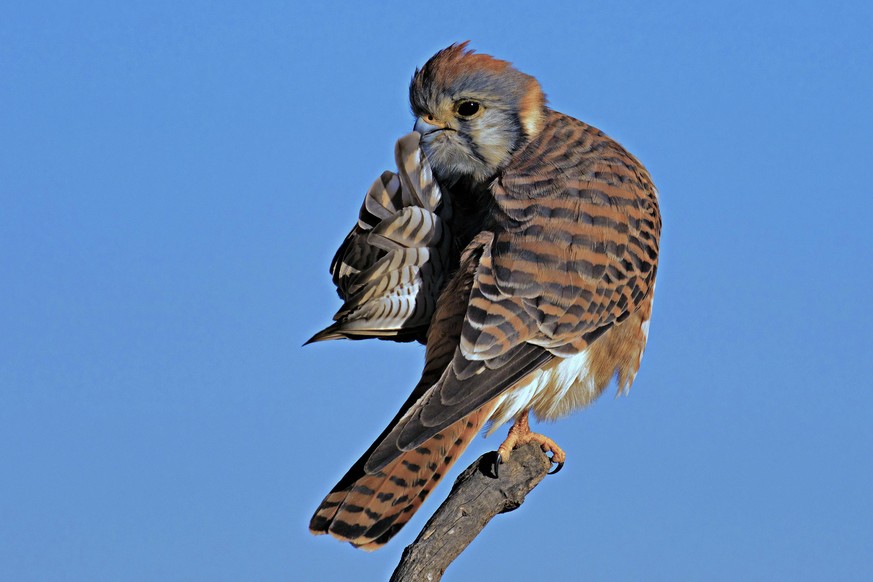 The Comedy Wildlife Photography Awards 2020
mike lessel
dallas
United States
Phone: 
Email: 
Title: Quiet, please...
Description: On a hike and this kestrel was chasing dragonflies and took a break on ...