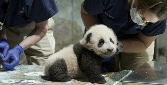 This handout photo released by the Smithsonian&#039;s National Zoo shows a panda cub named Xiao Qi Ji in Washington. More than three months after his birth, the National Zoo&#039;s new panda cub final ...
