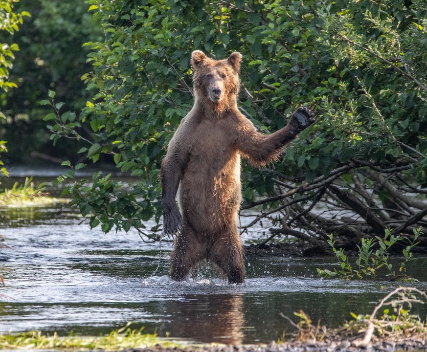 The Comedy Wildlife Photography Awards 2020
Eric Fisher
Shaker Heights
United States
Phone: 
Email: 
Title: Hi Y&#039;all
Description: While he was fishing, this bear took a minute to pause and say hi ...