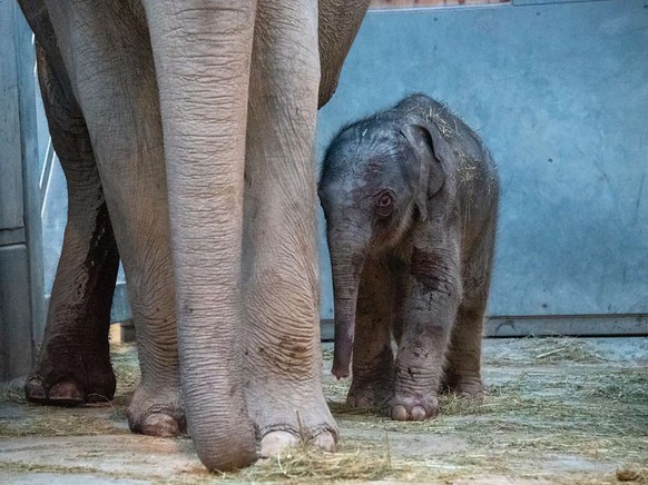 Eine neugeborene Elefantenkuh im Zürcher Zoo hat nur kurz gelebt. Der kleine Umesh (im Bild) hingegen ist wohlauf. (Archivbild)