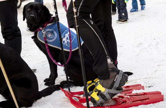 Ein Blindenhund bei einer Schneeschuh-Wanderung fuer blinde und sehbehinderte Personen am Sonntag, 17. Februar 2019 im Skigebiet Cioss Prato im Bedrettotal. (KEYSTONE/Ti-Press/Francesca Agosta)
