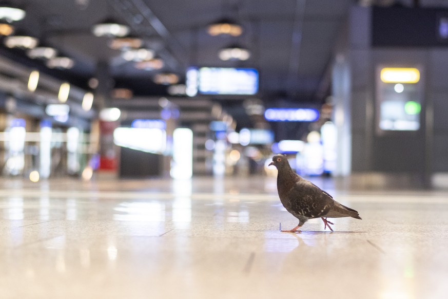 Tauben spazieren durch den menschenleeren Hauptbahnhof in Zuerich am Donnerstag, 19. Maerz 2020. Das Schweizer OeV-Angebot wird ab heute, im Zusammenhang mit dem Coronavirus, schrittweise reduziert.(K ...