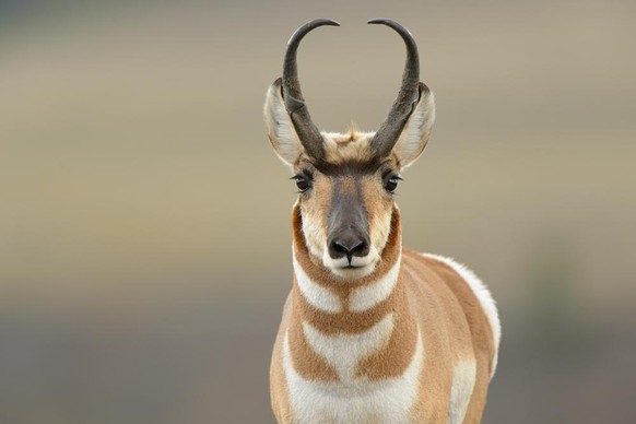 Pronghorn, ein Antilopen-ähnliches Tier.