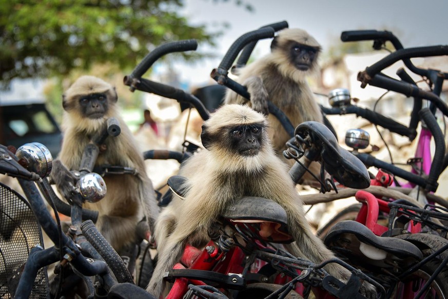 The Comedy Wildlife Photography Awards 2020
Yevhen Samuchenko
Odessa
Ukraine
Phone: 
Email: 
Title: The race
Description: My friends and I walked in the center of the small town of Hampi in India. The ...