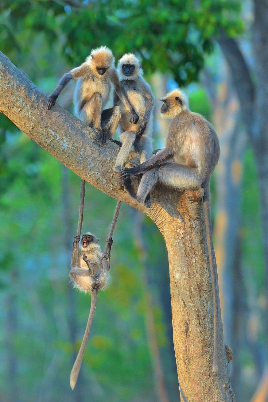 The Comedy Wildlife Photography Awards 2020
Thomas Vijayan
Ontario
Canada
Phone: 
Email: 
Title: Fun For All Ages
Description: Shooting the most common is the most challenging thing. Langurs are very  ...