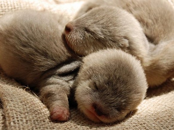 Baby-Otter schlafen