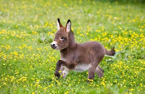 Baby-Esel
Cute News
https://imgur.com/gallery/WBPl3