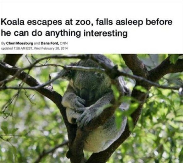 Koala bricht aus Zoo aus, schläft aber ein, bevor er irgendwas Spannendes erleben konnte.