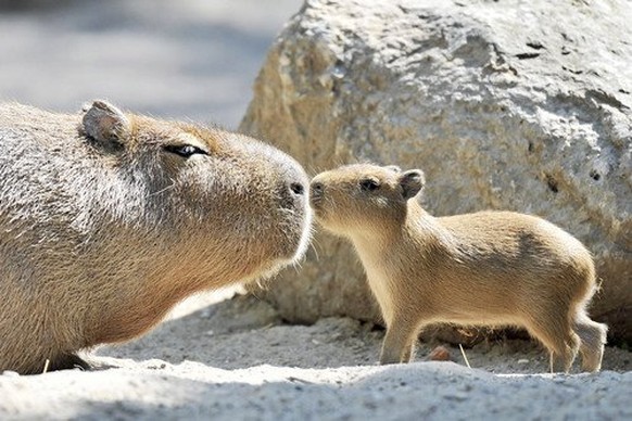 Capybara
Cute News
https://imgur.com/gallery/2FImN