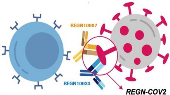 Grafik: Wirkungsweise des Roche-Regeneron-Medikaments Regn-Cov2
https://www.roche.com/dam/jcr:5345e0ad-1f18-4146-9962-07d0d7fdc089/en/20201015_bmk_q3.pdf