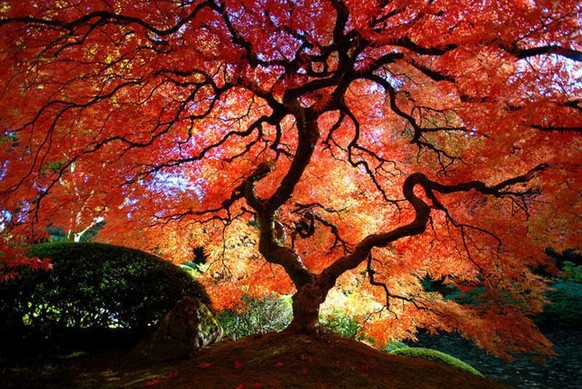 Japan Tree