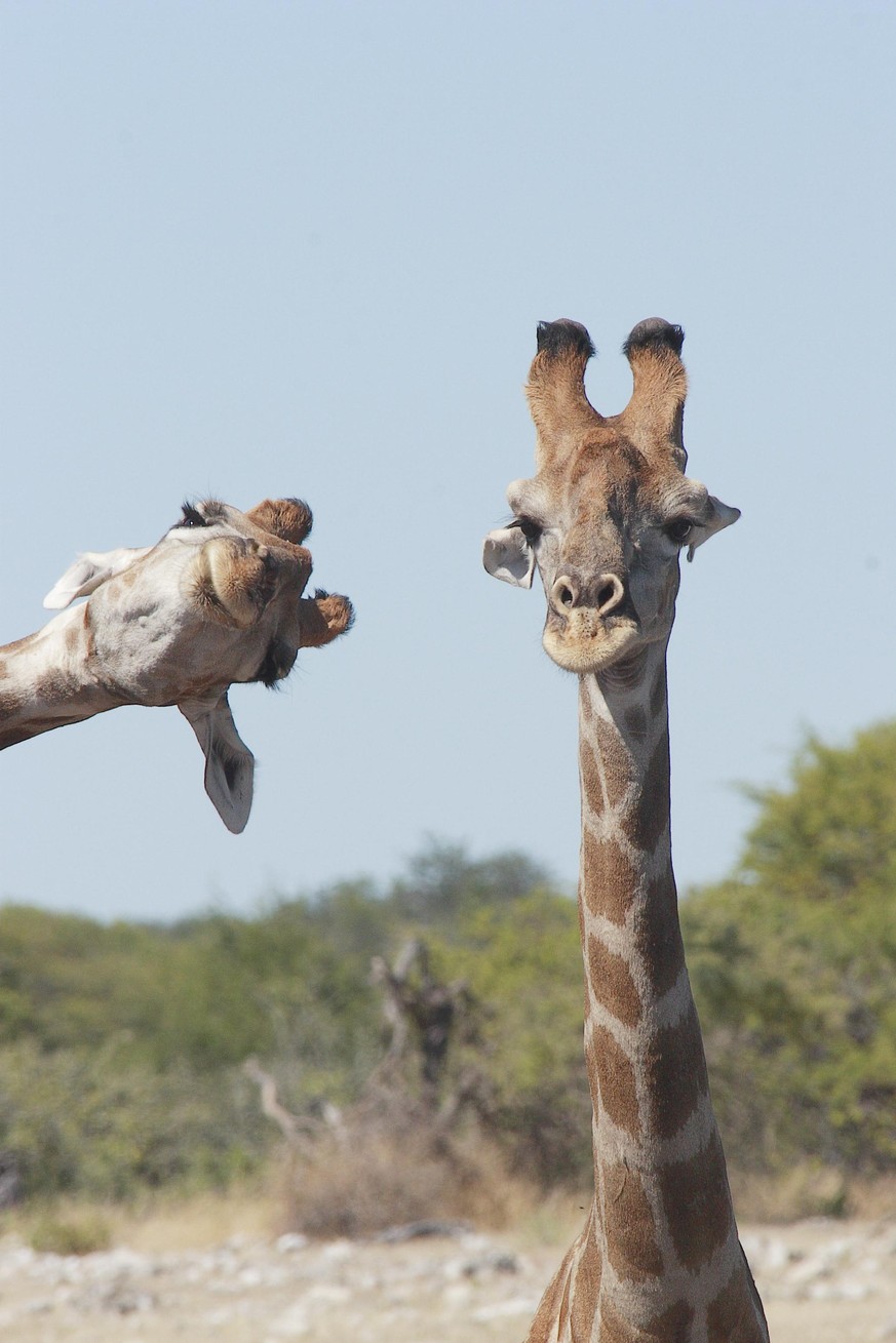 The Comedy Wildlife Photography Awards 2020
Brigitte Alcalay-Marcon
MONTMEYRAN
France
Phone: 
Email: 
Title: Crashing into the picture
Description: Giraffes necking near a water point
Animal: Giraffe
 ...