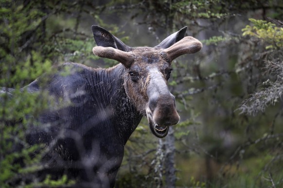 A bull moose chews tree buds while feeding at the Umbagog Wildlife Refuge, Thursday, May 31, 2018, in Wentworth&#039;s Location, N.H. (AP Photo/Robert F. Bukaty)