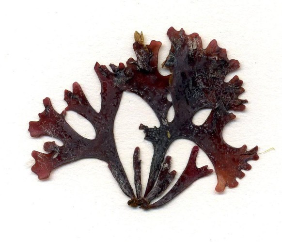 Die Rotalge Chondrus crispus wächst vor allem auf Steinen im Flachwasser des Atlantik.