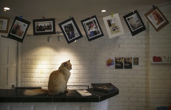 epa05777538 A picture made available on 08 February 2017 shows a cat sitting on a table countertop at the CATZONIA cat hotel in Damansara, outside Kuala Lumpur, Malaysia, 07 February 2017. CATZONIA is ...