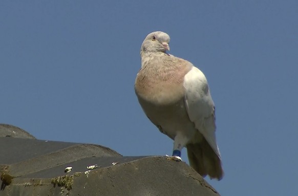 In this image made from video, a racing pigeon sits on a rooftop Wednesday, Jan. 13, 2021, in Melbourne, Australia, The racing pigeon, first spotted in late Dec. 2020, appears to have made an extraord ...
