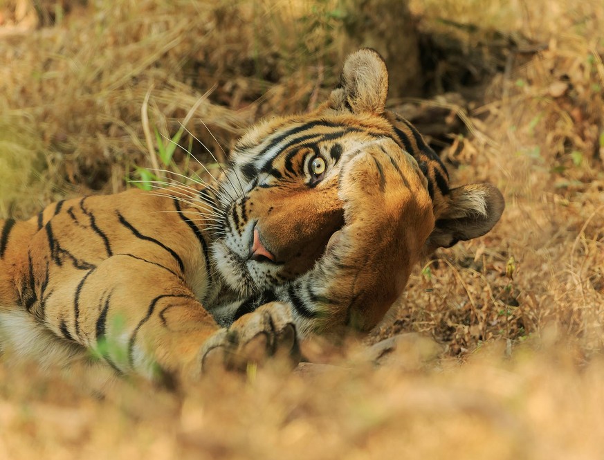 The Comedy Wildlife Photography Awards 2020
JAGDEEP RAJPUT
DELHI
India
Phone: 
Email: 
Title: Peekaboo.
Description: You see me...you see me not.
Animal: Royal Bengal Tiger
Location of shot: Ranthambh ...