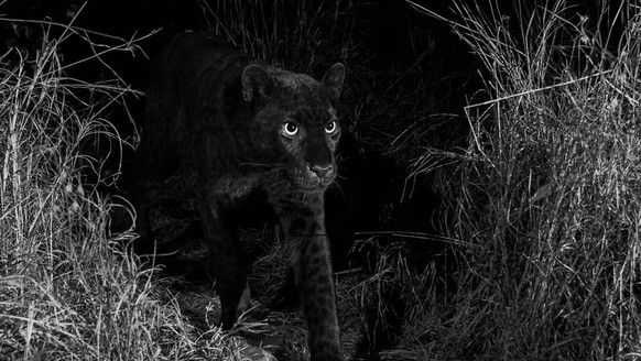 Der «Black Panther» lebt: Ein seltener schwarzer Leopard ist in Kenia gefilmt und fotografiert worden - Wissenschaftlern zufolge das erste Mal seit rund 100 Jahren.
