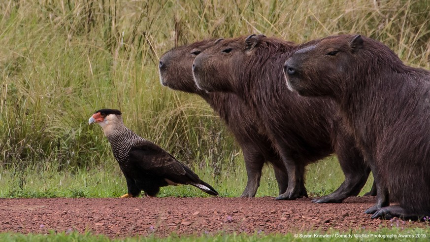 The Comedy Wildlife Photography Awards 2019
Susan Knowler
Victoria
Canada
Phone: 2504746581
Email: susanknowler@shaw.ca
Title: Lost
Caption: Once again, Cecil forgot the map!
Description: The caracara ...