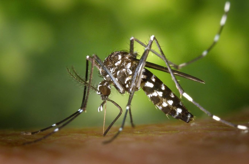 Überträger des Dengue-Virus: die asiatische Tigermücke.