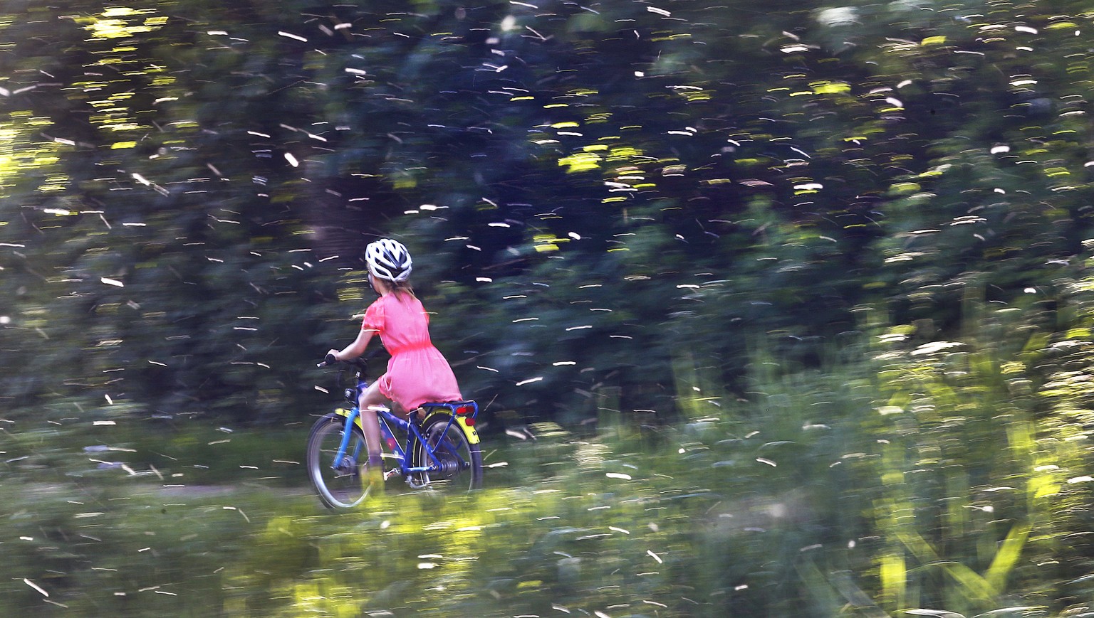A small girl rides her bike along a small river as pollen falls down from the trees in Frankfurt, Germany, Saturday, May 27, 2017. (AP Photo/Michael Probst)