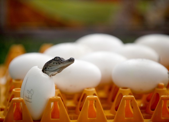 epa08480452 A crocodile hatches from egg at the reopened Sriracha Tiger Zoo in Sriracha, Chonburi province, Thailand, 12 June 2020. The Tiger Zoo reopened and offered the free entry to attract visitor ...