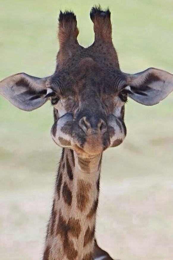 Giraffe
Cute News
http://imgur.com/gallery/atvVmuZ