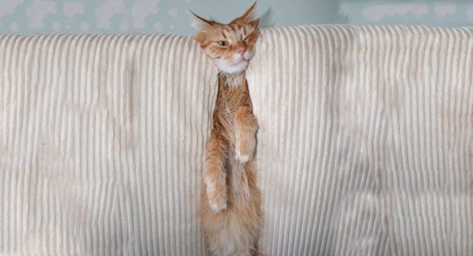 Download Katzen Gif Lustig Schönen Nachmittag Pics