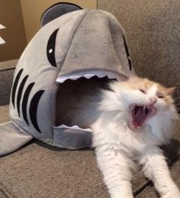Katze wird von Hai gefressen.
Cute News
https://www.pinterest.com/pin/AQEv8pwVCM3P_l2ZPsd1vAaNT275mTmlzcAMP-fUjj4zxRE1mdnbujQ/