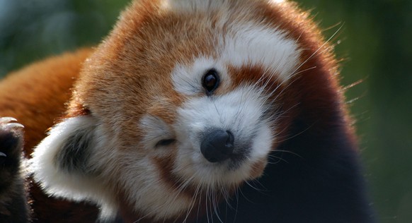 Roter Panda
Cute News
https://www.flickr.com/photos/digitalart/2327980132
