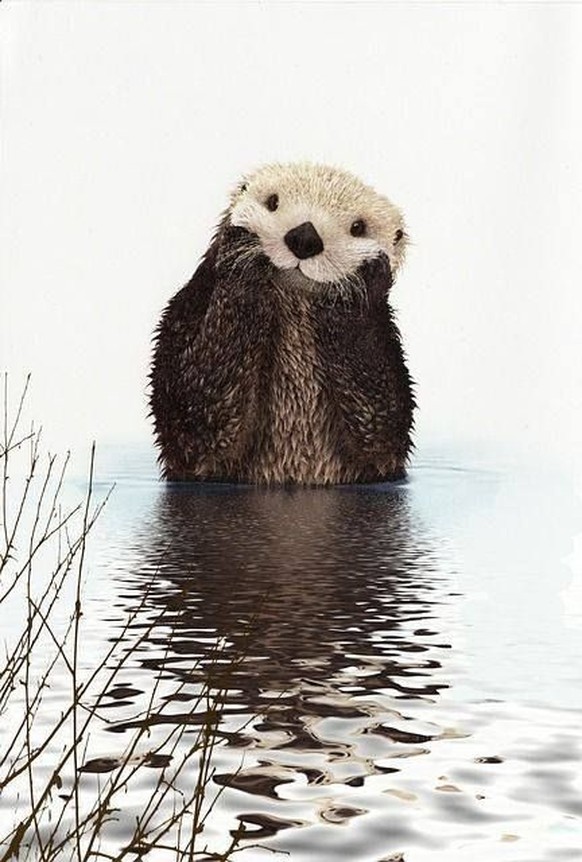 Otte, Otter
Cute News.
https://www.pinterest.com/pin/83809243046020251/