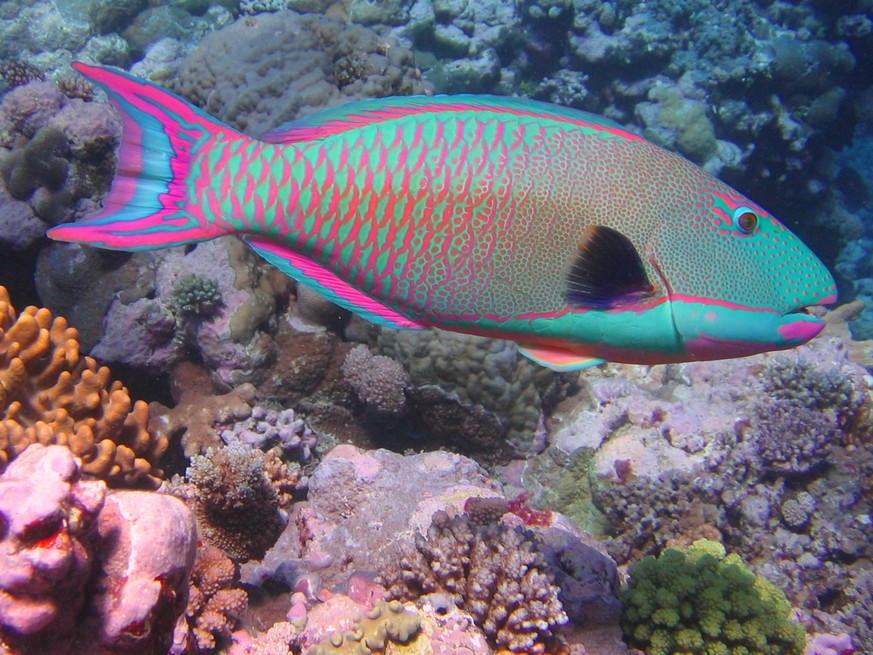Ein Papageienfisch am Sprey Reef in Australien.