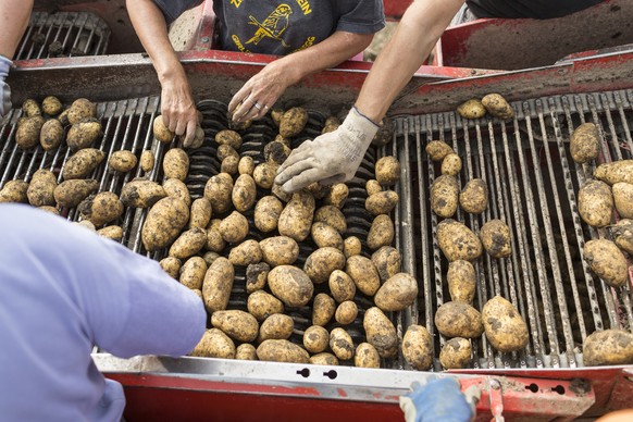 Mithilfe der Vollernte- Maschine SAMRO werden bei Markus Joos in Kerzers, Schweiz, am 28. Oktober 2013 die Kartoffeln geerntet. Mitarbeiter sortieren in Handarbeit die Kartoffeln auf dem Foerderband d ...