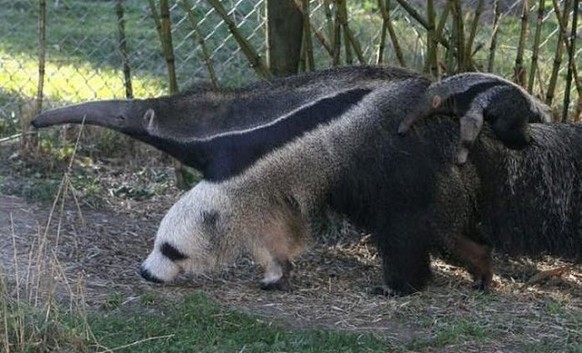 Ameisenbär mit Pandafuss
