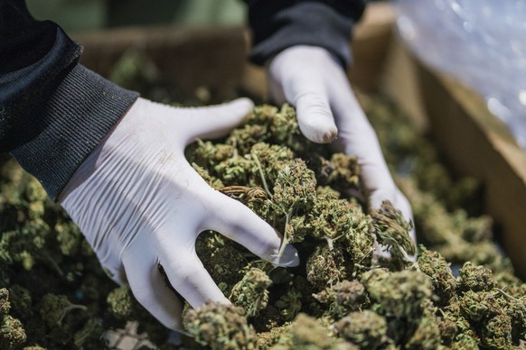A CPlant employee organizes a box of hemp for export at the company&#039;s farm on the outskirts of Tala, Uruguay, Thursday, Aug. 13, 2020. The export of Uruguayan hemp could reach 60 tons by the end  ...