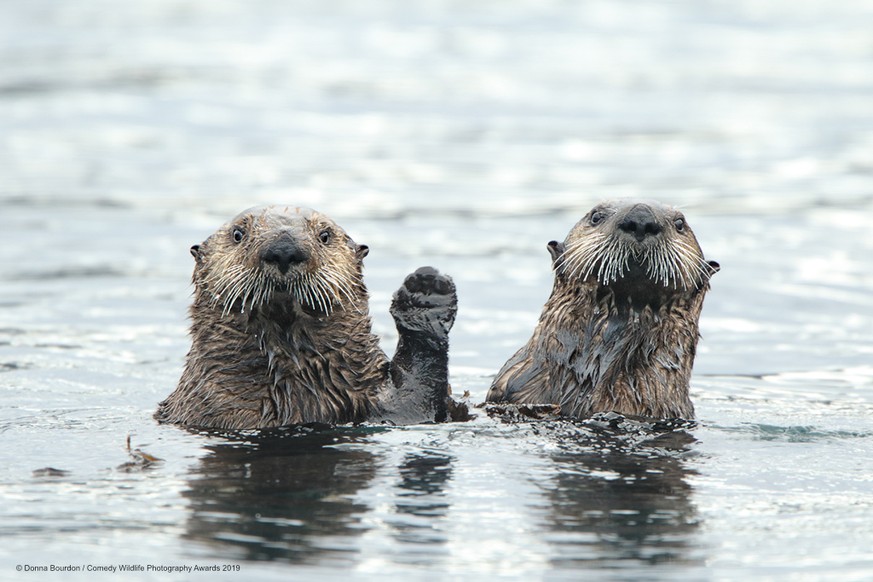 The Comedy Wildlife Photography Awards 2019
Donna Bourdon
Ooltewah
United States
Phone: 4233443501
Email: sonofabask@aol.com
Title: HI
Description: These Alaskan sea otters are saying &#039;HI&#039; t ...