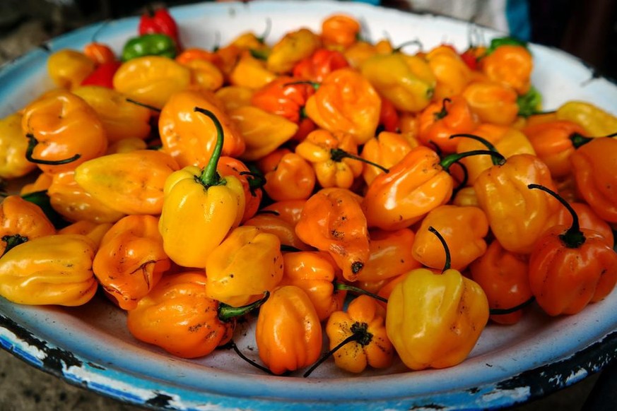 Scotch bonnet peppers chilis jamaika essen food kochen scharf spice gewürz