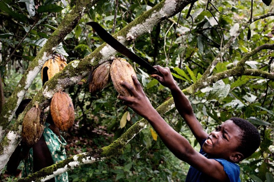 Junge auf einer Kakaoplantage in der Elfenbeinküste (Archivbild).