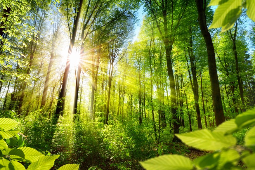 Laubbäume reflektieren mehr Sonnenlicht, wodurch weniger Energie in Wärme umgewandelt wird.