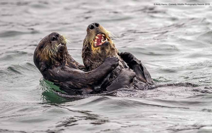 The Comedy Wildlife Photography Awards 2019
Andy Harris
Stratford upon Avon
United Kingdom
Phone: 07778998473
Email: andyharris1@me.com
Title: Sea Otter tickle fight
Caption: haha stop tickling - I su ...