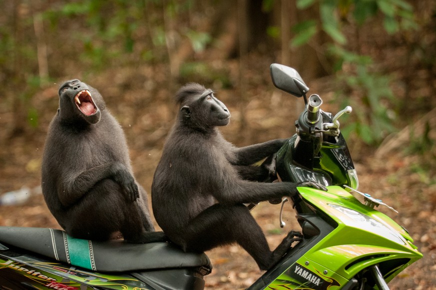 The Comedy Wildlife Photography Awards 2017
Katy Laveck Foster
Seattle
United States

Title: Monkey Escape
Caption: Celebes Macaques, Tangkoko Nature Reserve
Description: Celebes Macaques are a critic ...