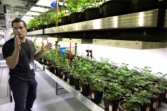 In this Tuesday, Sept. 15, 2015 photo, Ataraxia&#039;s inventory manager Anthony Marsico inspects the &quot;Vegetative Room&quot; at the Ataraxia medical marijuana cultivation center in Albion, Ill. M ...