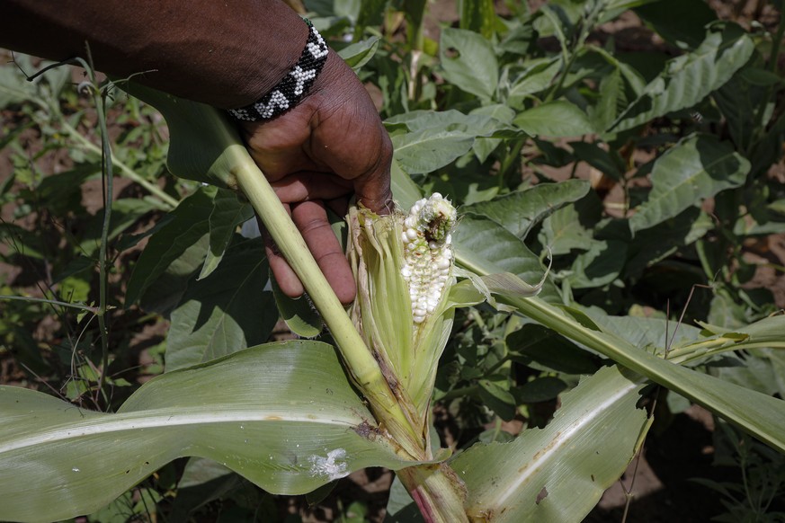 epa08160142 A farmer shows a maize eaten by locusts in a farm in Enziu, Kitui County, some 200km east of the capital Nairobi, Kenya, 24 January 2020. Large swarms of desert locusts have been invading  ...