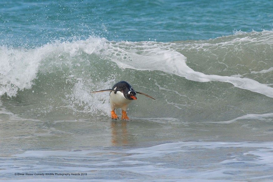 The Comedy Wildlife Photography Awards 2019
Elmar Weiss
Hamburg
Germany
Phone: 15111549464
Email: elmar-weiss@gmx.de
Title: Surfing: South Atlantic Style
Description: Gentoo Penguin jumping in front o ...