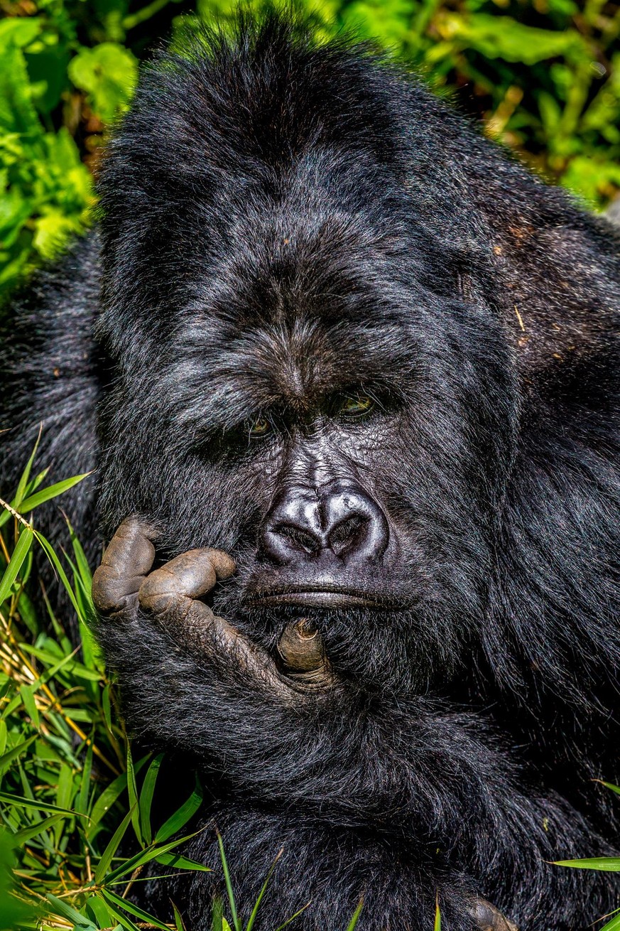 The Comedy Wildlife Photography Awards 2020
Marcus Westberg
Ã…kersberga
Sweden
Phone: 
Email: 
Title: Boredom
Description: A silverback gorilla looks at his group of human visitors with something less ...