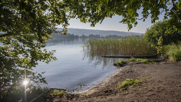 Das Ufergebiet des Hallwilersees zwischen Beinwil am See und Mosen, am Dienstag, 23. Juli 2019. Laut Augenzeugen soll sich im Hallwilersee seit mindestens einer Woche ein rund 1,5 m langer Kaiman befi ...