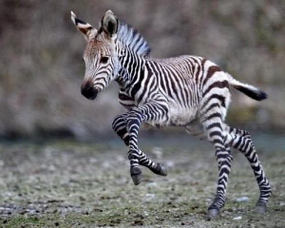 Baby-Zebra
Cute News
http://imgur.com/gallery/ZWyRNFI