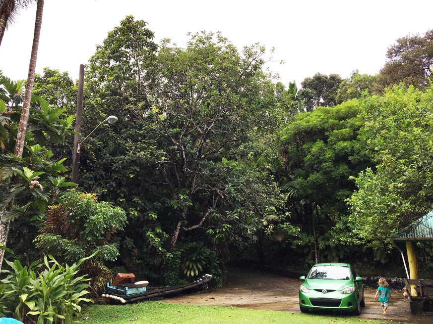 Der riesige Avocadobaum im Garten (links der Bildmitte).